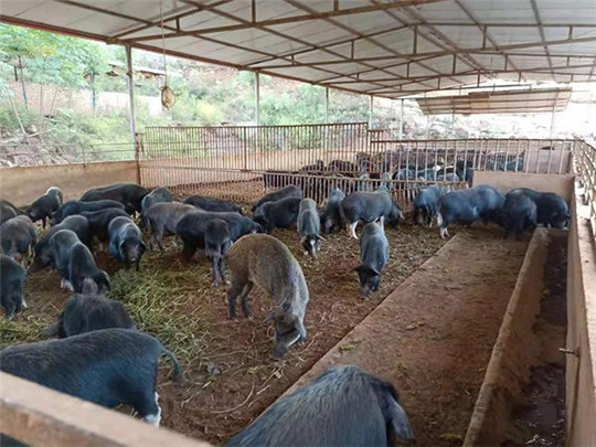 專(zhuān)業(yè)巡檢，熱心服務(wù)!華全發(fā)電機(jī)組助力養(yǎng)殖企業(yè)溫暖過(guò)冬!